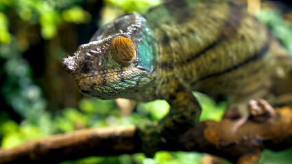 Potrait of parson's chameleon closeup picture exotic specie in the exotic forrest going through tree different color black eyes green background amazing animal lizard on the branch wood daytime