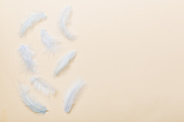 background of brightly colored dyed bird feathers on Colored background, top view. Copy space