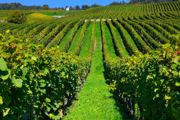Fototapeta na wymiar Organic vineyards in autumn colors, October, La Cote wine region, La Côte, Bougy-Villars above city of Rolle, district of Morges, canton Vaud, Romandy, Switzerland, Europe
