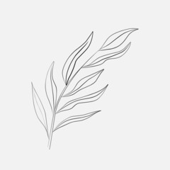 Drawing Line Plants, Black Sketch of leaves Isolated on White Background.
