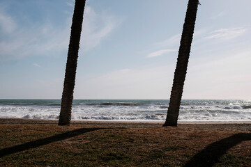 Spiaggia di Malaga in inverno con alberi di palma in primo piano