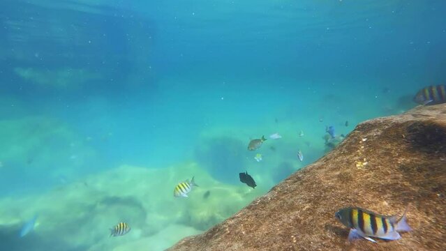 Bunte Fische Unterwasser in der Lagune Yal Ku in Akumal auf der Halbinsel Yucatan Mexico