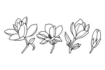 Magnolia flower set. Vector stock illustration eps10. Isolate on white background, outline, hand drawing.