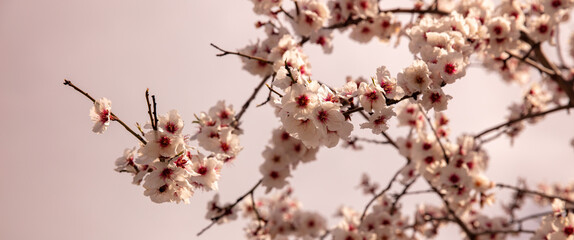 close up on almond flower on branch tree
