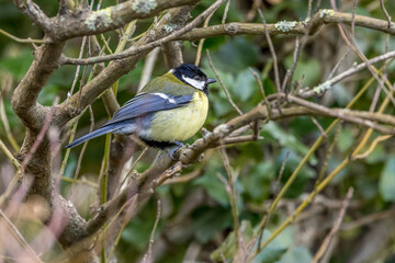 Black-capped tit perched on a branch