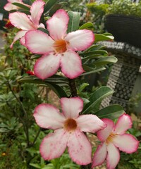Obraz na płótnie Canvas pink and white flower