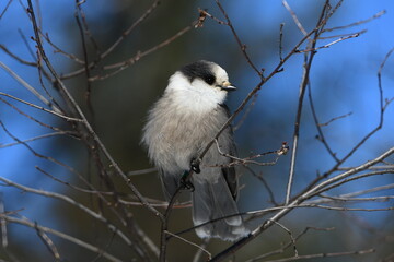 Canada Jay or Gray Jay with leg tracking bands on sits perched on a branch in the forest