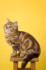 British kitten of marble chocolate color on a yellow background. 