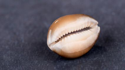 Muscheln in Nahaufnahme - Symbolfoto für Urlaub, Erholung
