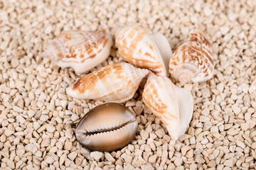 Muscheln in Nahaufnahme - Symbolfoto für Urlaub, Erholung