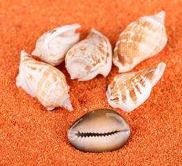Muscheln in Nahaufnahme - Symbolfoto für Urlaub, Erholung