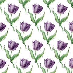 Purple tulip floral botanical flowers. Watercolor illustration