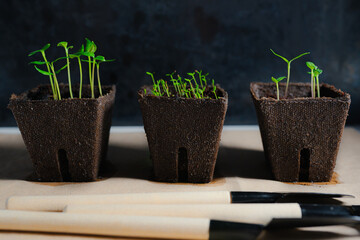 Seedlings of pepper and celery in ecologically clean peat pots