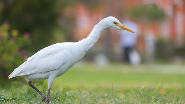 White cattle egret wild bird, also known as Bubulcus ibis walking on green lawn in summer
