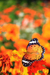 オレンジ色の蝶とマリーゴールド畑　日本　アジア　本州