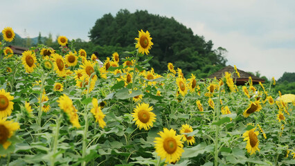Field of the sunflowers with green forest in the background yellow color amazing atmosphere beautiful nature plant leaf landscape no people agricultural rural place organic beauty in environment