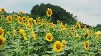 Field of the sunflowers with green forest in the background yellow color amazing atmosphere beautiful nature plant leaf landscape no people agricultural rural place organic beauty in environment
