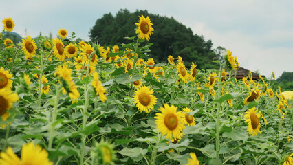 Field of the sunflowers with green forest in the background yellow color amazing atmosphere beautiful nature plant leaf landscape no people agricultural rural place organic beauty in environment