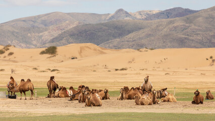 Eine Herde von Kamelen sitzt auf einem Grünstreifen vor einer riesigen Sanddüne am Rande der...