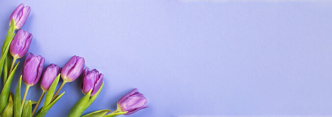 Purple bouquet of flowers tulips background on veri peri background. banner