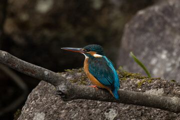 苔生す岩とカワセミ