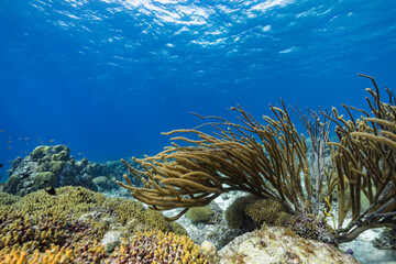 Seascape with various fish, coral, and sponge in the coral reef of the Caribbean Sea, Curacao