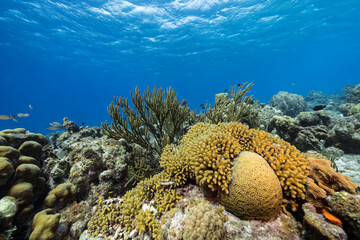 Seascape with various fish, coral, and sponge in the coral reef of the Caribbean Sea, Curacao