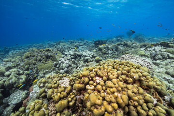 Seascape with various fish, coral, and sponge in the coral reef of the Caribbean Sea, Curacao
