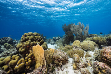 Seascape with various fish, coral, and sponge in the coral reef of the Caribbean Sea, Curacao