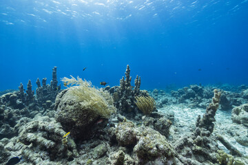 Fototapeta na wymiar Seascape with various fish, coral, and sponge in the coral reef of the Caribbean Sea, Curacao