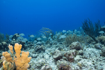 Naklejka na ściany i meble Seascape with various fish, coral, and sponge in the coral reef of the Caribbean Sea, Curacao