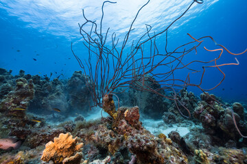 Seascape with various fish, coral, and sponge in the coral reef of the Caribbean Sea, Curacao