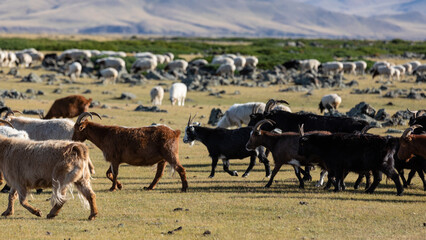 Eine Herde von Ziegen und Schafen eines nomadischen Stamms zieht durch Tiefebene der...