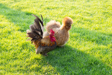 The chicken walks on the grass on a sunny summer day.