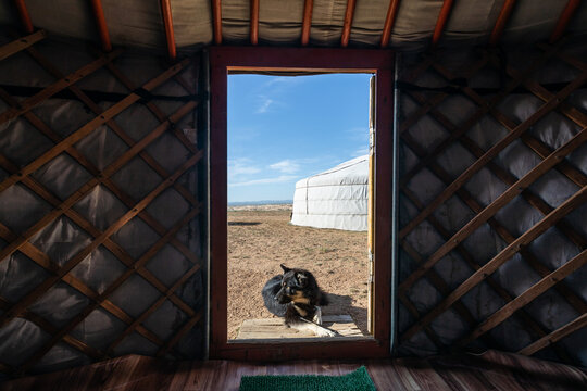 Ein k&uuml;nstlerisches Bild mit dem Blick aus einer traditionellen Jurte eines mongolischen Nomadenstammes auf einen schwarzen schlafenden Hund