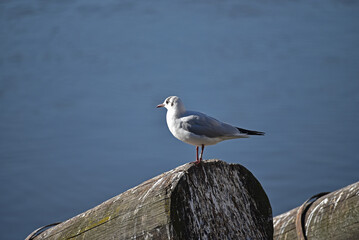 Seagull by the Vltava river