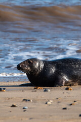 Fototapeta premium Grey seal sitting by the sea at Horsey Gap in north Norfolk, UK