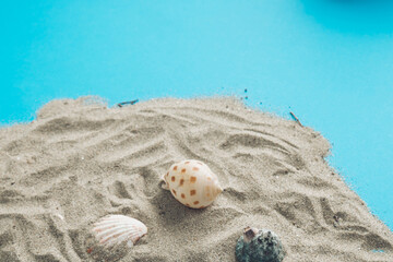seashells on the sand