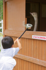 アルパカ、ダチョウ、カピパラ
