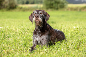 Summer portrait of a cute senior German wire-haired pointer. 