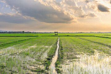 Fototapeta na wymiar .Sunset at the time of cultivating rice fields in the fields.Sunset at the time of cultivating rice fields in the fields