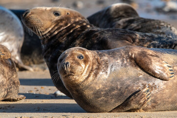 Grey seal on Horsey Gap beach, north Norfolk. January 2022
