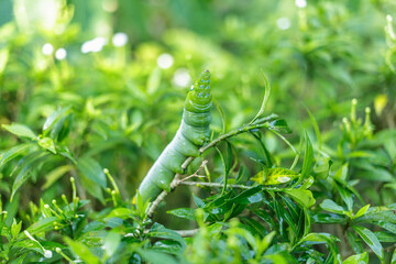 Green caterpillar on leaf