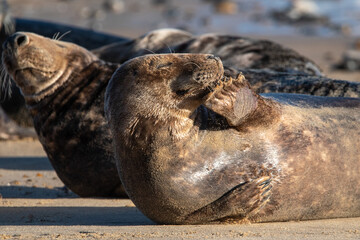 Grey seal with a comical pose. Photographed on Horsey Gap beach, north Norfolk, during January 2022