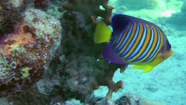A bright and colorful Regal angelfish (Pygoplites diacanthus) turns slowly in front of the camera and hides behind corals, close-up.
