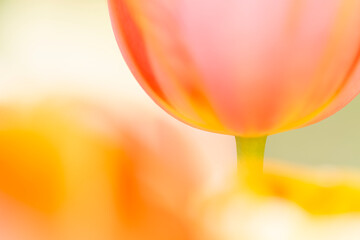 花のカップ