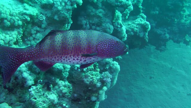 Leopard Grouper (Plectropomus pessuliferus) swims slowly along the coral reef wall, large specimens can be found at depths.