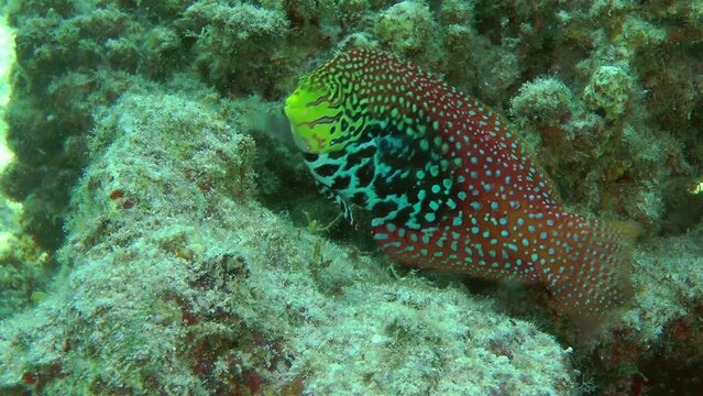 One of the rare fish species Diamond Wrasse (Macropharyngodon bipartitus) has a very bright color.