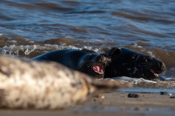 Adult grey seals play fighting in the sea at Horsey Gap beach in north Norfolk, UK. January 2022