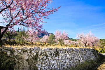 Landscape of Sierra Aitana with Almond trees in bloom